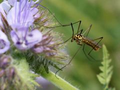 Nephrotoma appendiculata