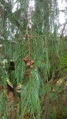 Cupressus cashmeriana