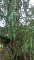 Cupressus cashmeriana