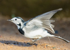 Motacilla alba