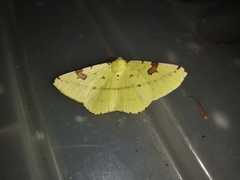 Opisthograptis punctilineata