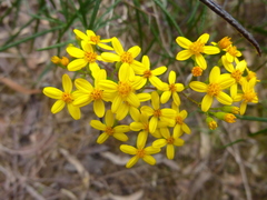Senecio linearifolius linearifolius