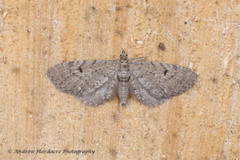 Eupithecia intricata