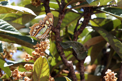 Siproeta stelenes