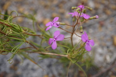 Stylidium scandens