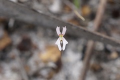 Stylidium calcaratum