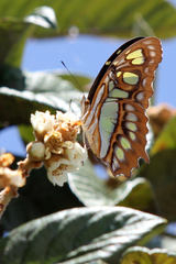Siproeta stelenes