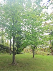 Pterocarya rhoifolia