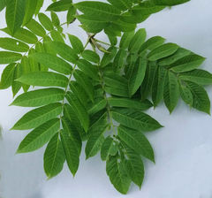 Pterocarya rhoifolia