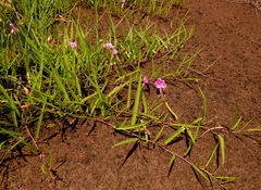 Ipomoea leprieurii