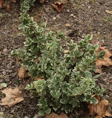 Magnoliopsida