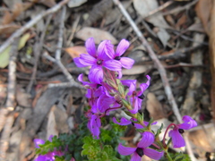 Tetratheca bauerifolia