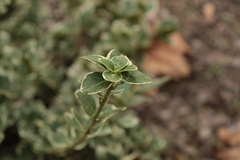 Magnoliopsida