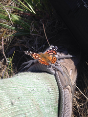 Vanessa altissima