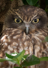 Ninox boobook boobook