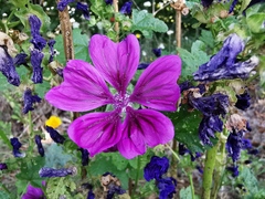 Malva sylvestris mauritiana