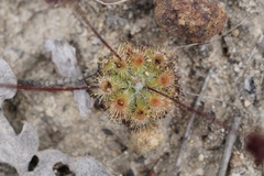 Drosera platystigma