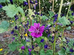 Malva sylvestris mauritiana