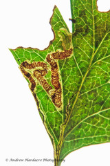 Stigmella oxyacanthella