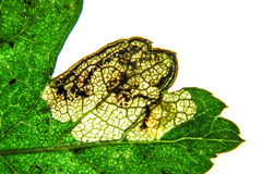 Stigmella hybnerella