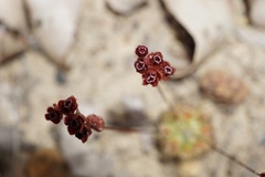 Drosera platystigma