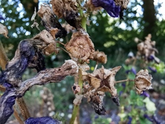 Malva sylvestris mauritiana