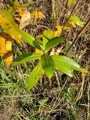 Salix pentandra