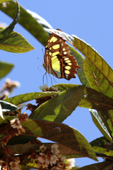 Siproeta stelenes