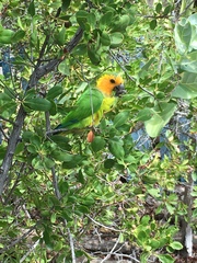 Eupsittula pertinax xanthogenia