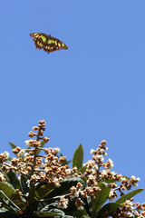 Siproeta stelenes