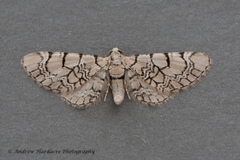Eupithecia venosata