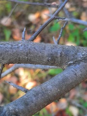 Prunus spinosa