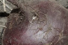 Polydesmus stuxbergi