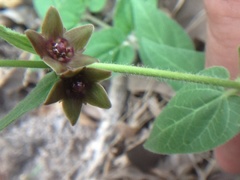 Matelea cynanchoides