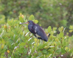 Egretta tricolor image