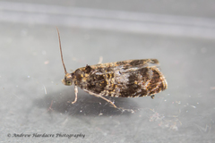 Celypha aurofasciana