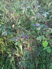 Campanula rapunculoides