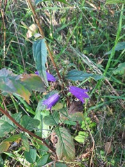 Campanula rapunculoides