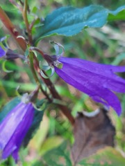 Campanula rapunculoides