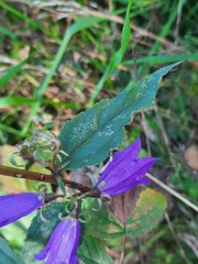 Campanula rapunculoides