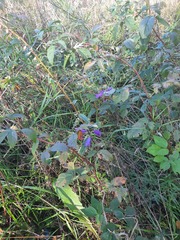 Campanula rapunculoides