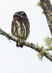 Glaucidium jardinii
