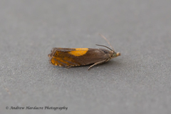 Dichrorampha alpinana