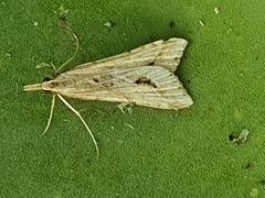 Diasemia