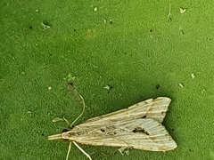Diasemia