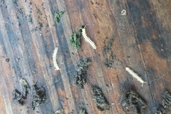 Brachydesmus superus