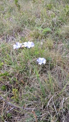 Linum nervosum