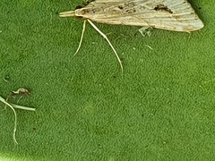 Diasemia