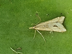 Diasemia