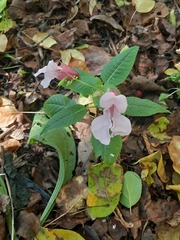 Impatiens glandulifera